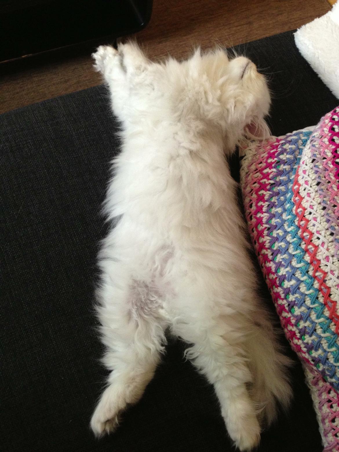 Perser Baron Bright Bently Beauperfield DK billede 16