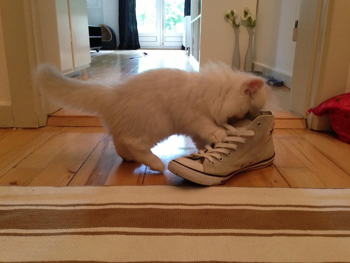 Perser Baron Bright Bently Beauperfield DK billede 18