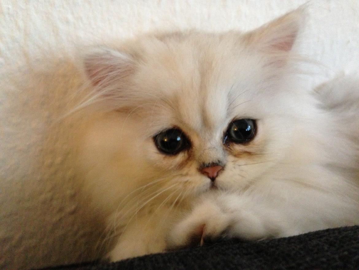 Perser Baron Bright Bently Beauperfield DK - 1 uge gammel billede 11