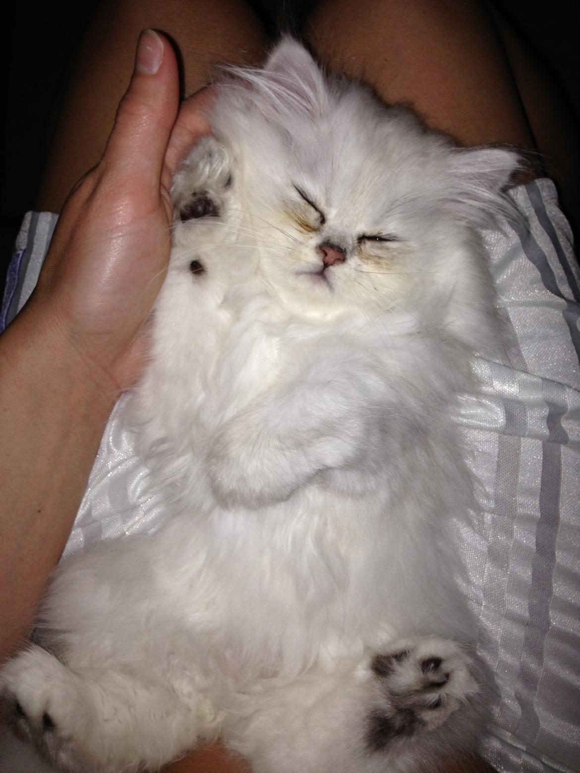 Perser Baron Bright Bently Beauperfield DK billede 15