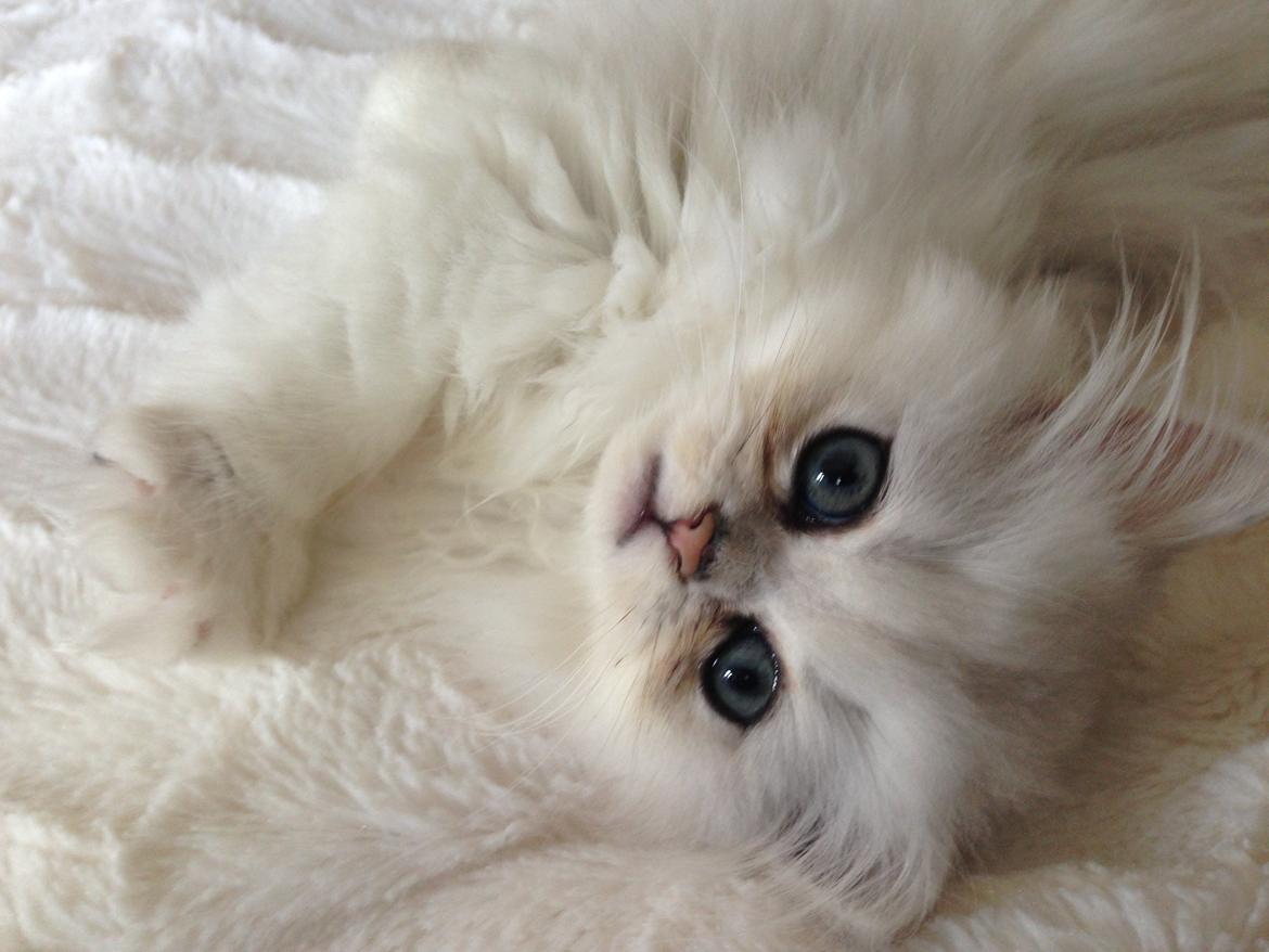 Perser Baron Bright Bently Beauperfield DK billede 19