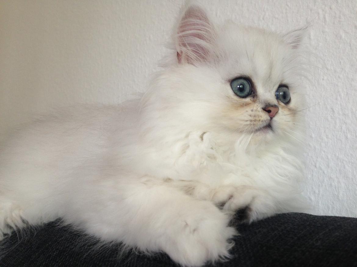 Perser Baron Bright Bently Beauperfield DK billede 17