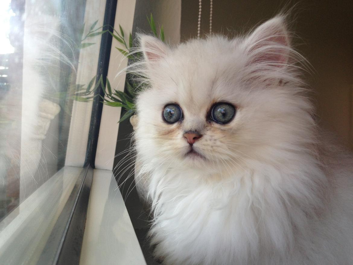 Perser Baron Bright Bently Beauperfield DK - 1 uge gammel billede 12