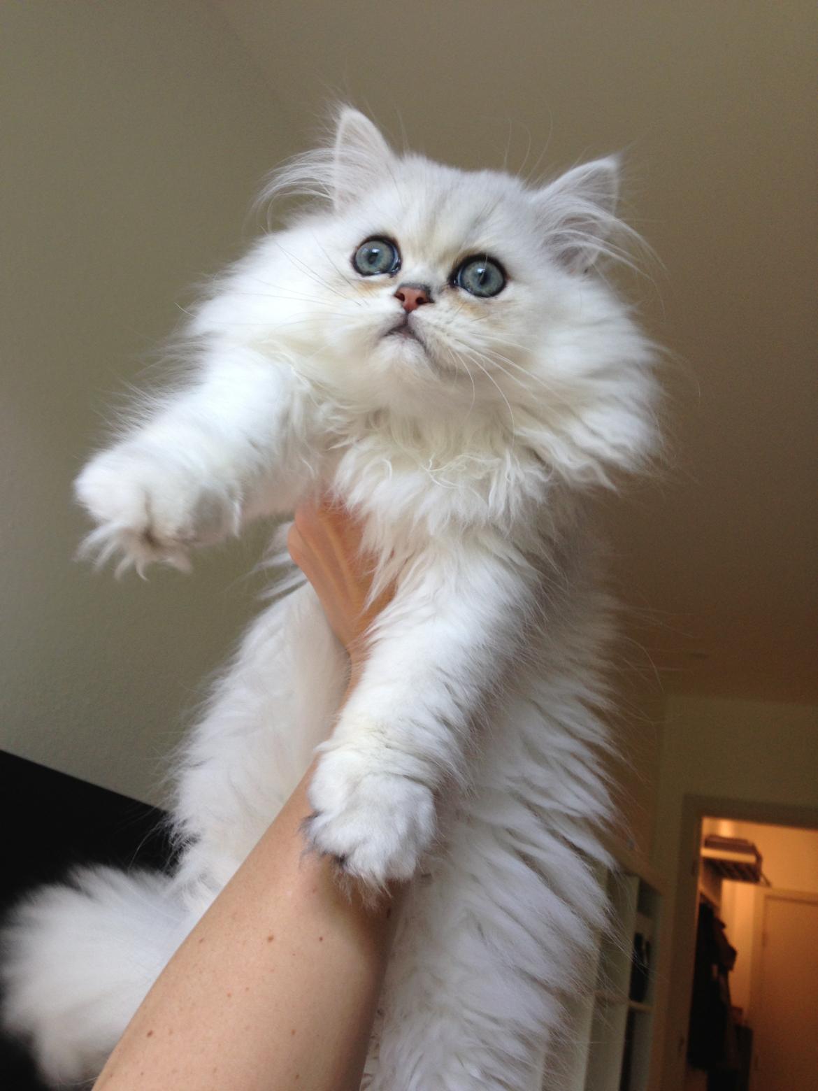 Perser Baron Bright Bently Beauperfield DK billede 5