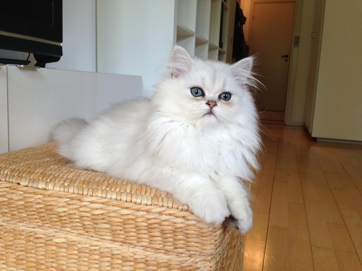 Perser Baron Bright Bently Beauperfield DK billede 4