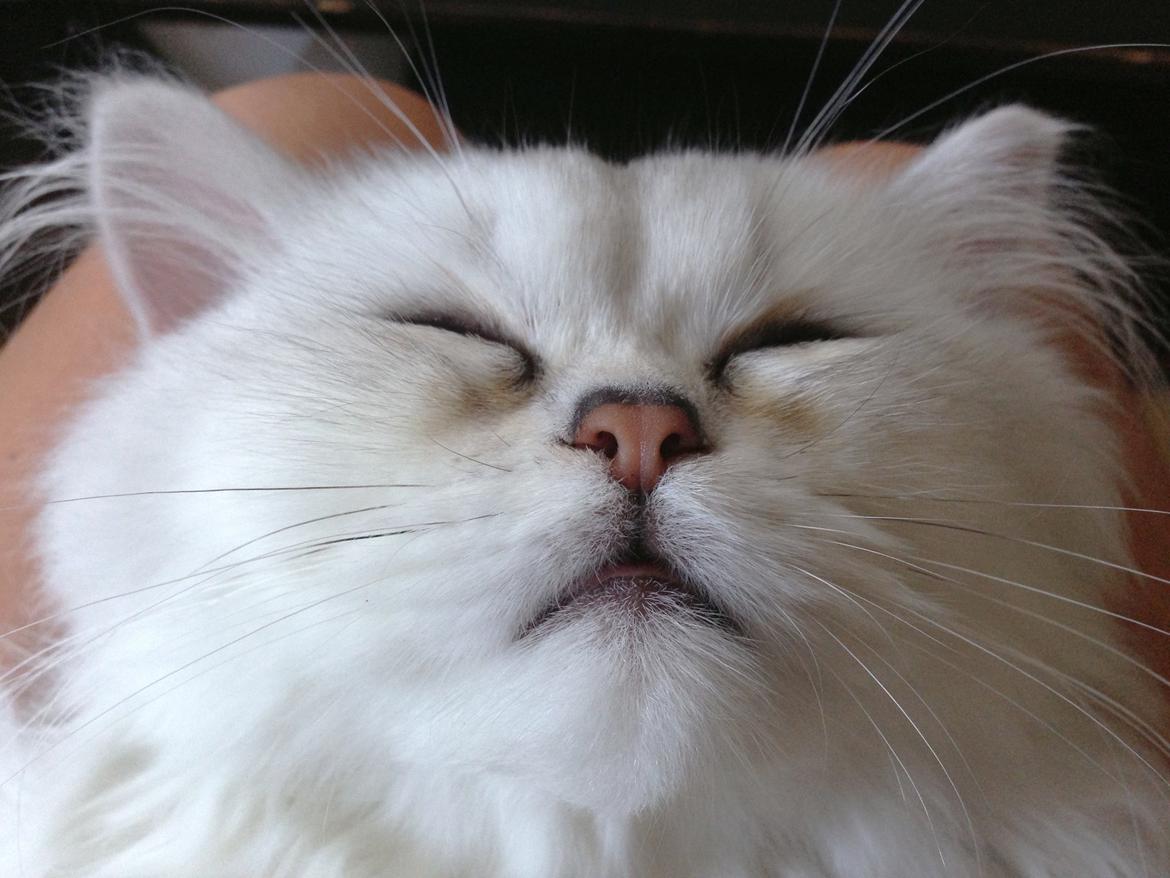 Perser Baron Bright Bently Beauperfield DK billede 8