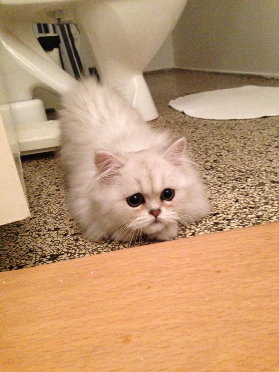 Perser Baron Bright Bently Beauperfield DK - 4 mdr. gammel billede 7