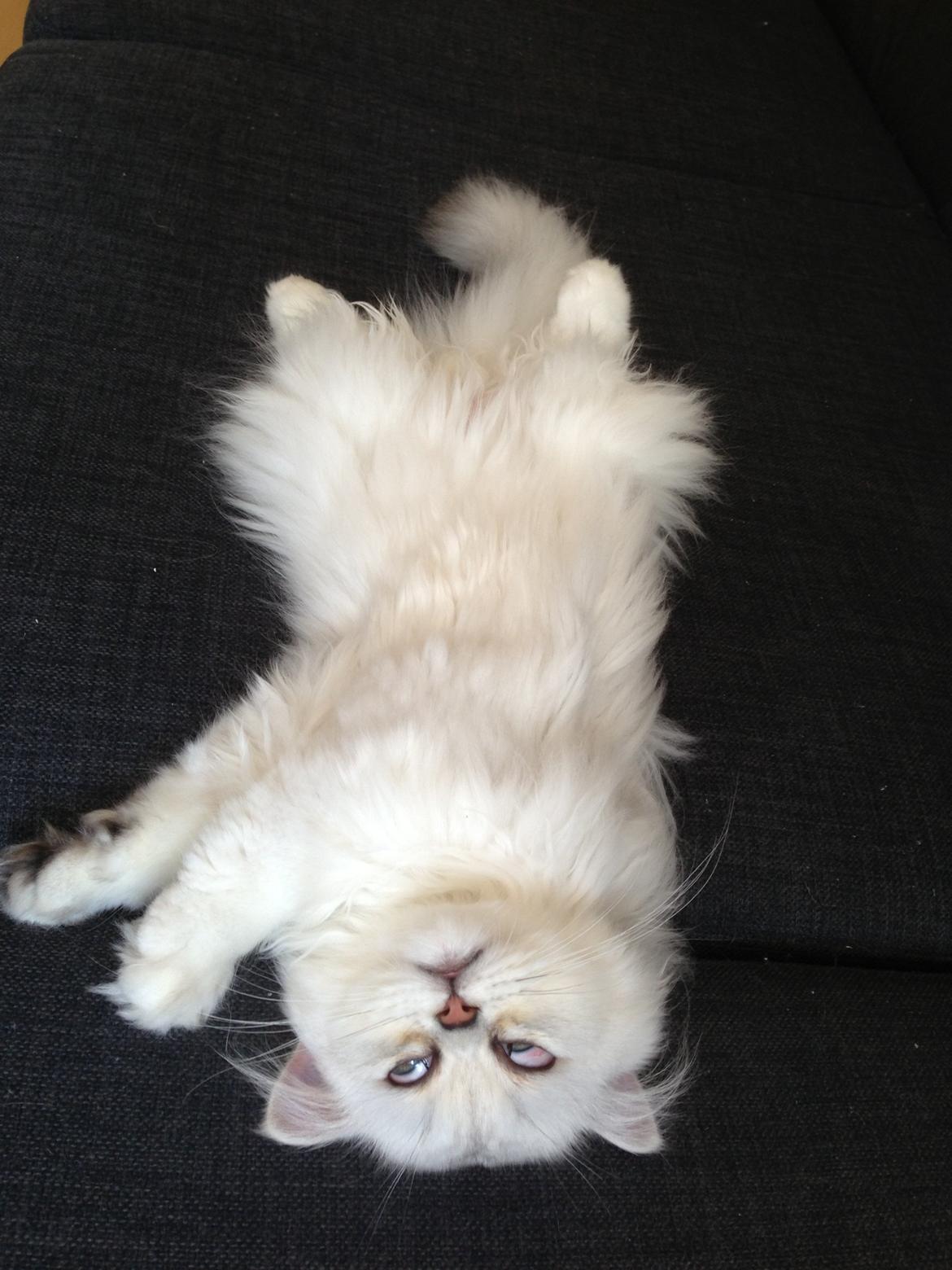 Perser Baron Bright Bently Beauperfield DK - Han er meget tryg og elsker at putte og blive båret :) billede 10