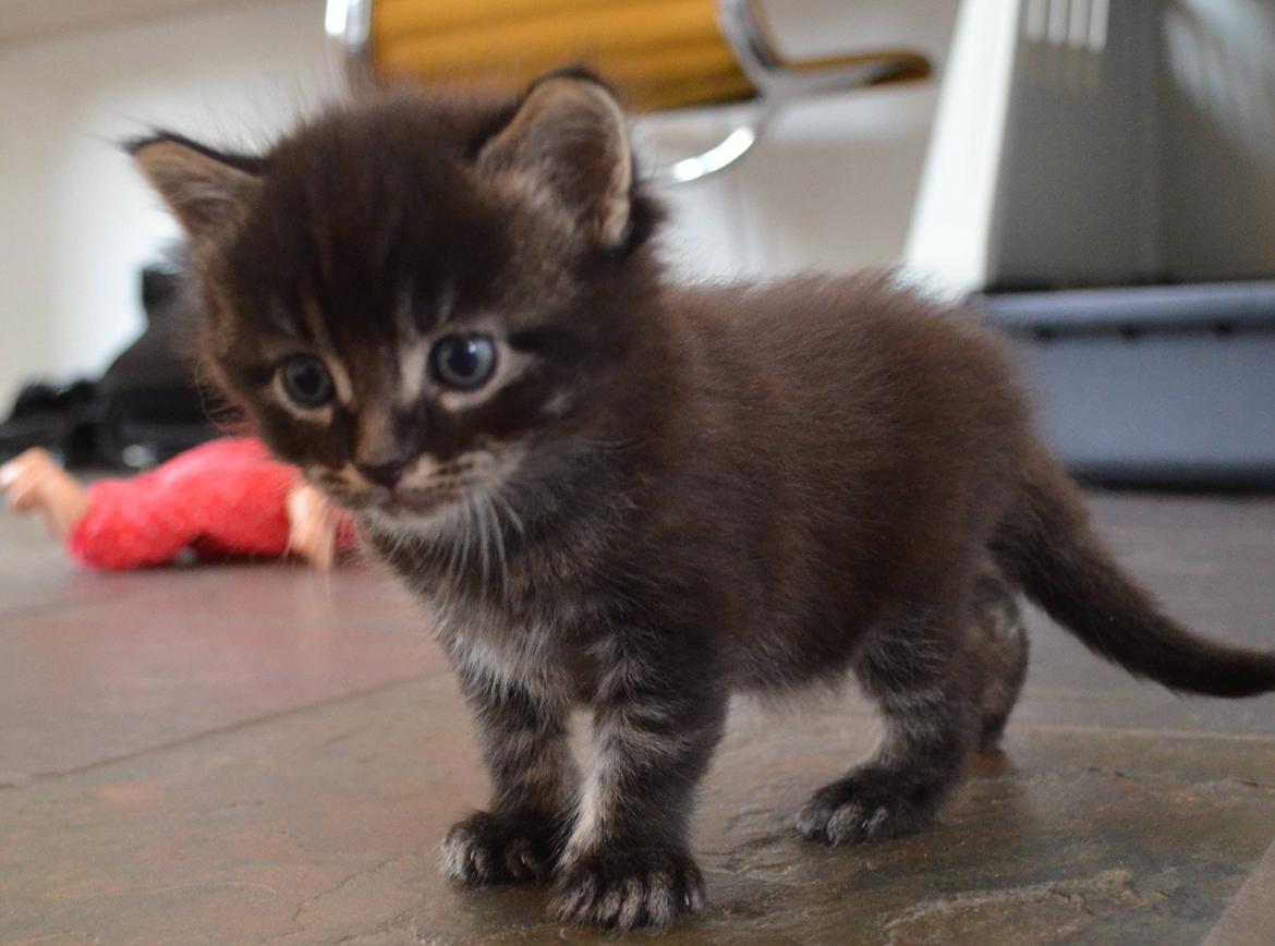 Maine Coon Vilma - En af Vilmas killinger på opdagelsestur billede 2