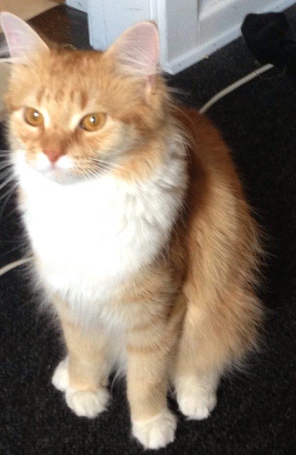 Blanding af racer Elvira billede 9