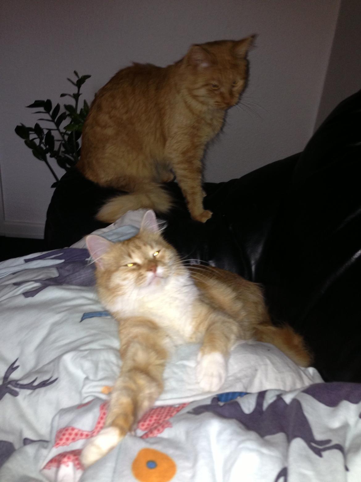 Blanding af racer Elvira billede 10