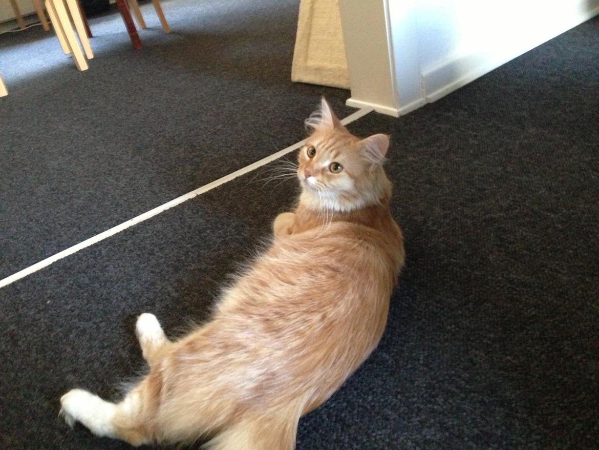 Blanding af racer Elvira billede 11