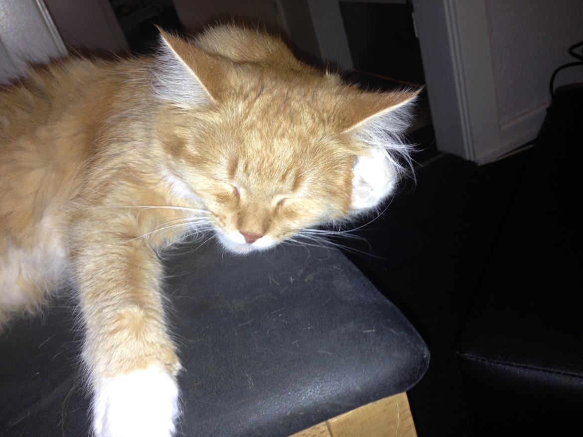 Blanding af racer Elvira billede 12