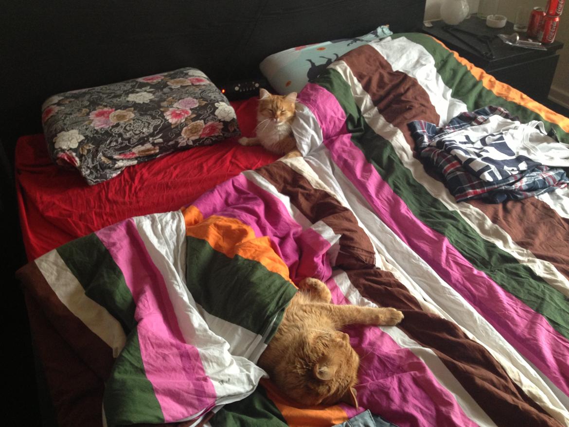 Blanding af racer Elvira billede 13