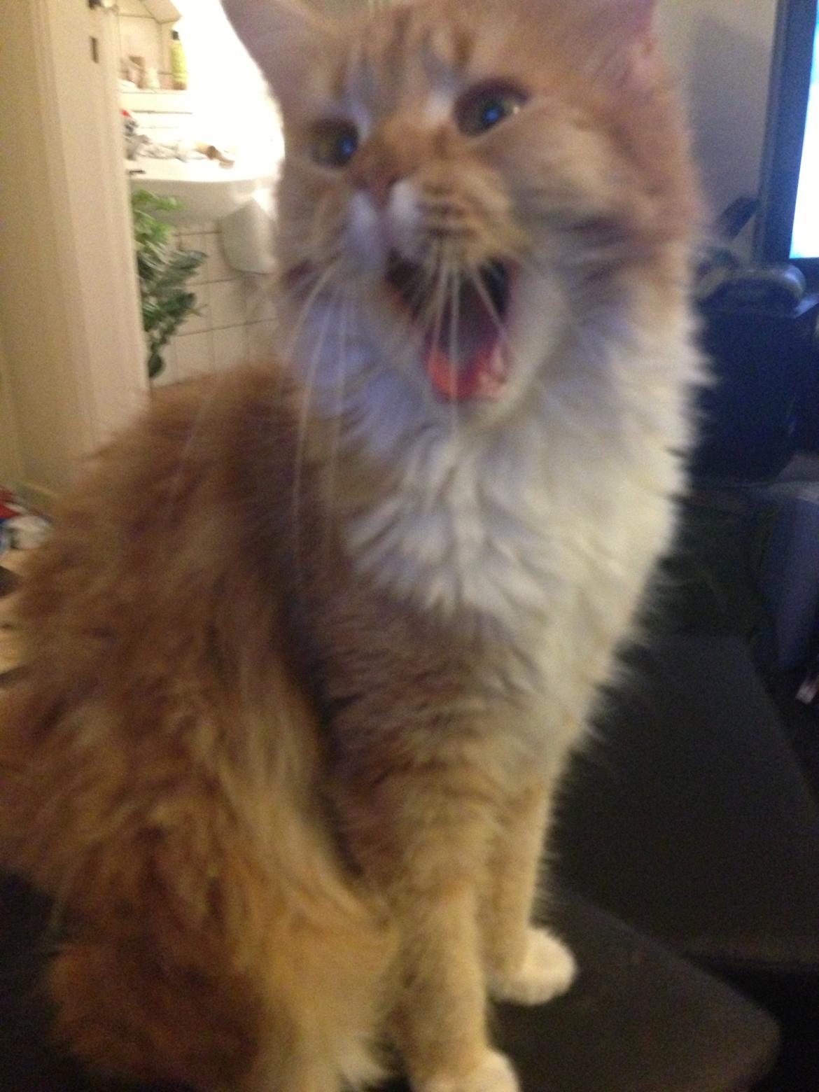 Blanding af racer Elvira billede 14