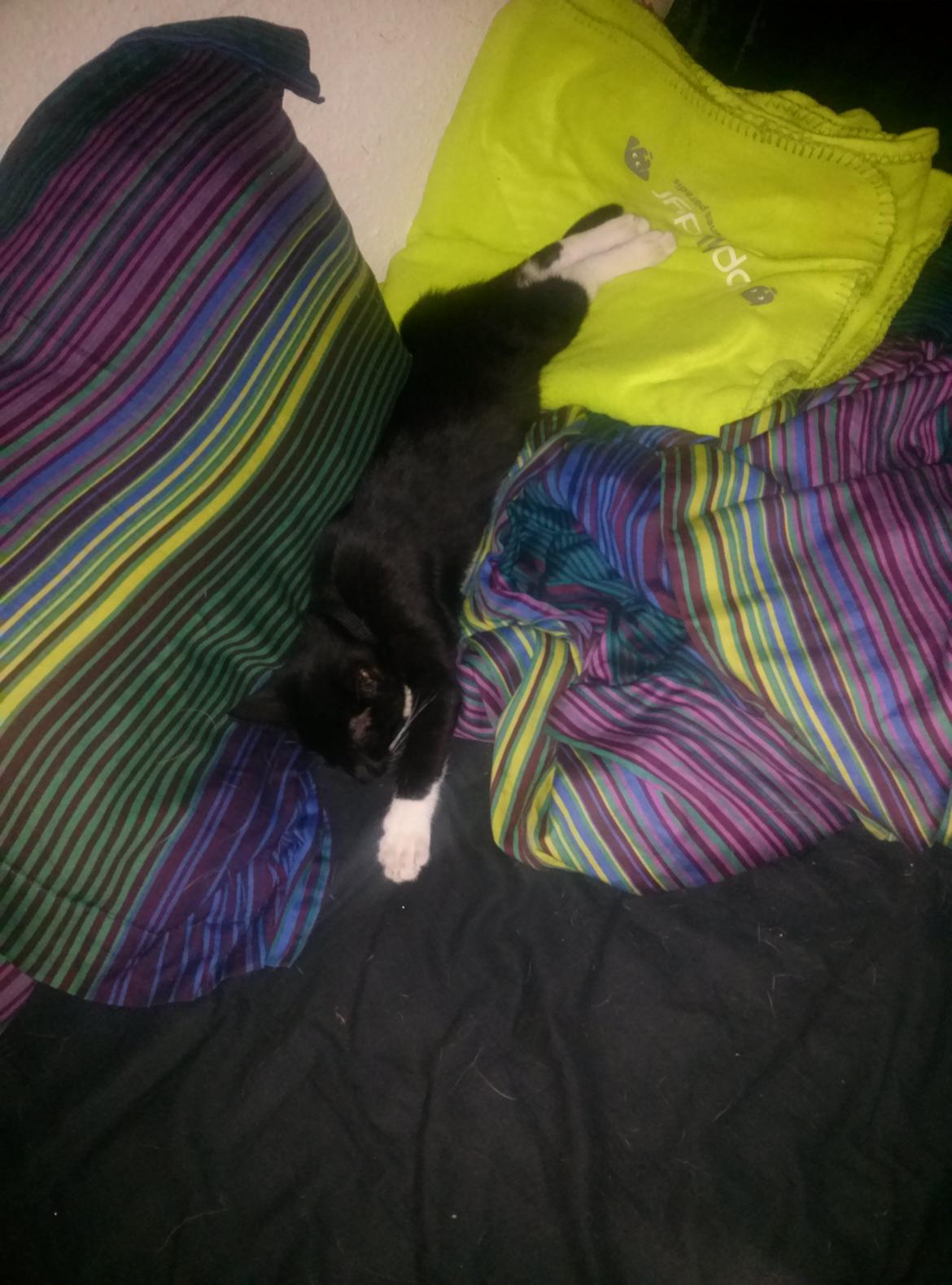 Huskat Milo billede 3