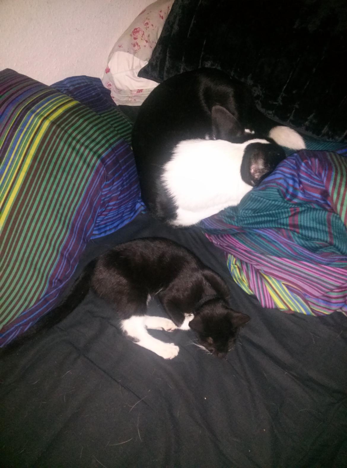 Huskat Milo - Også dette billede er fra før han flyttede ind billede 4