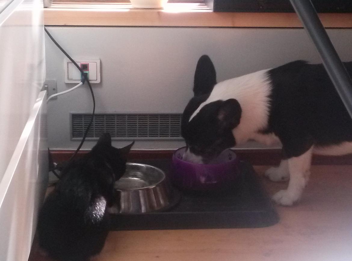 Huskat Milo - Han hygger med hunden.. Hun spiser mad og han drikker samtidig billede 5
