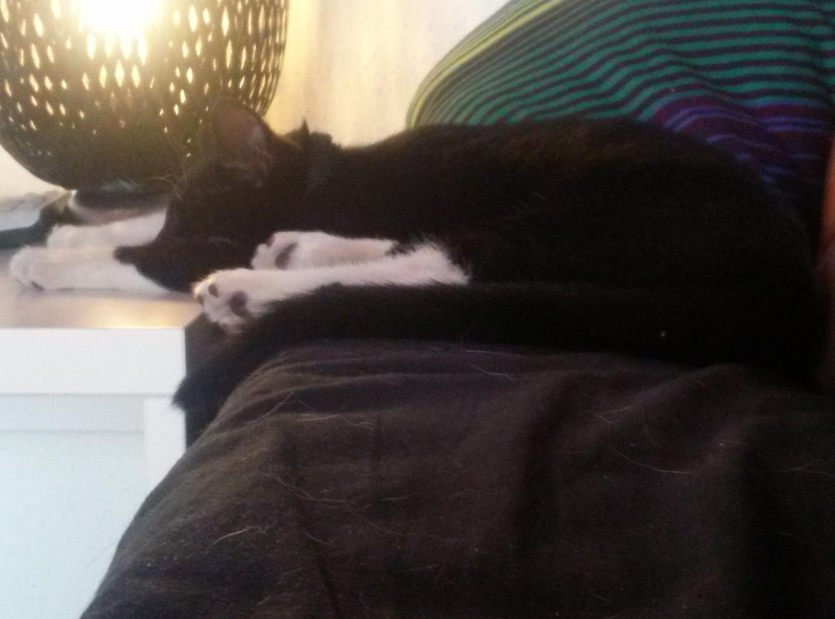 Huskat Milo billede 6