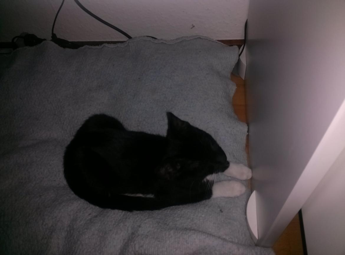 Huskat Milo billede 7