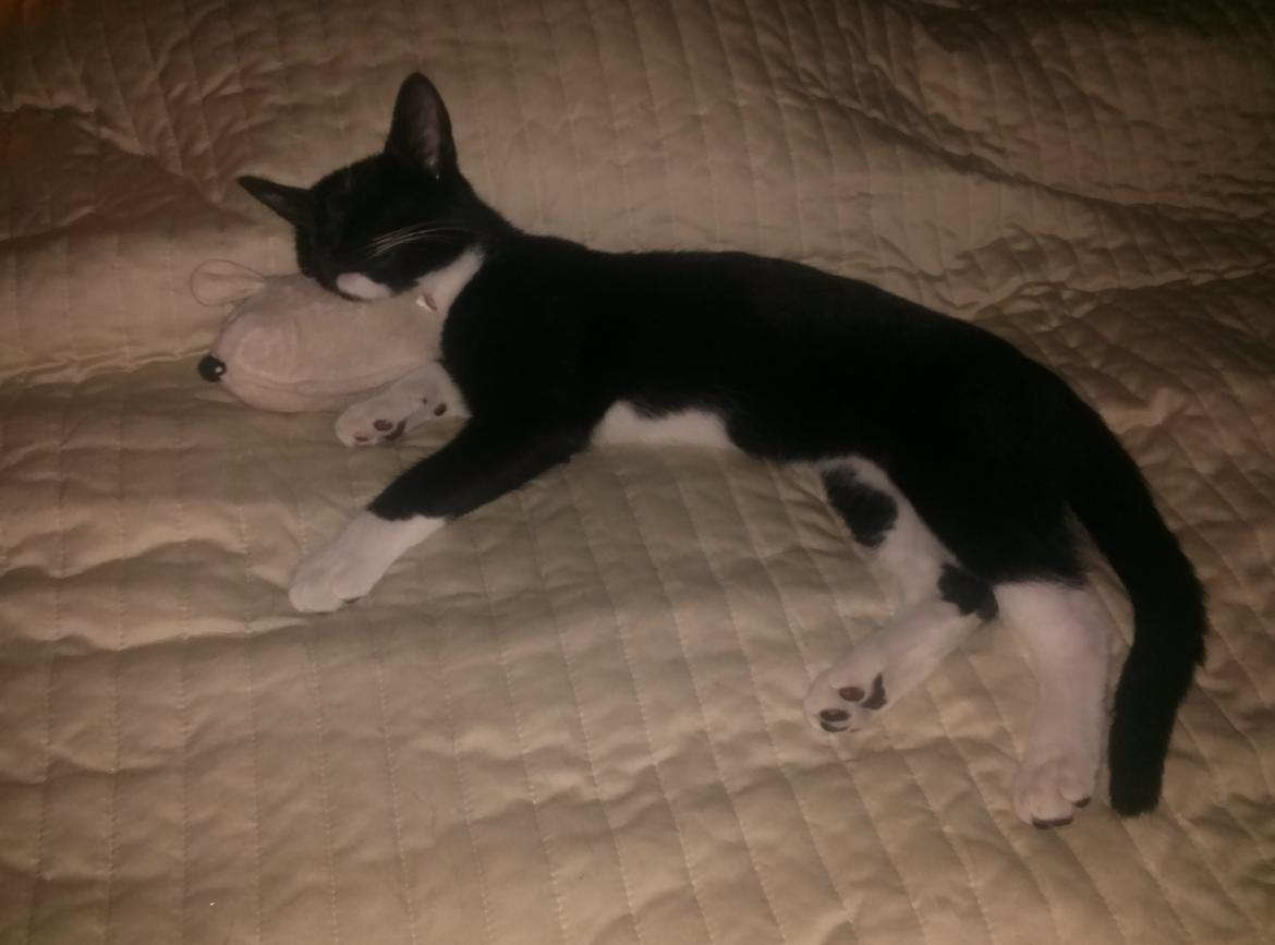 Huskat Milo billede 2