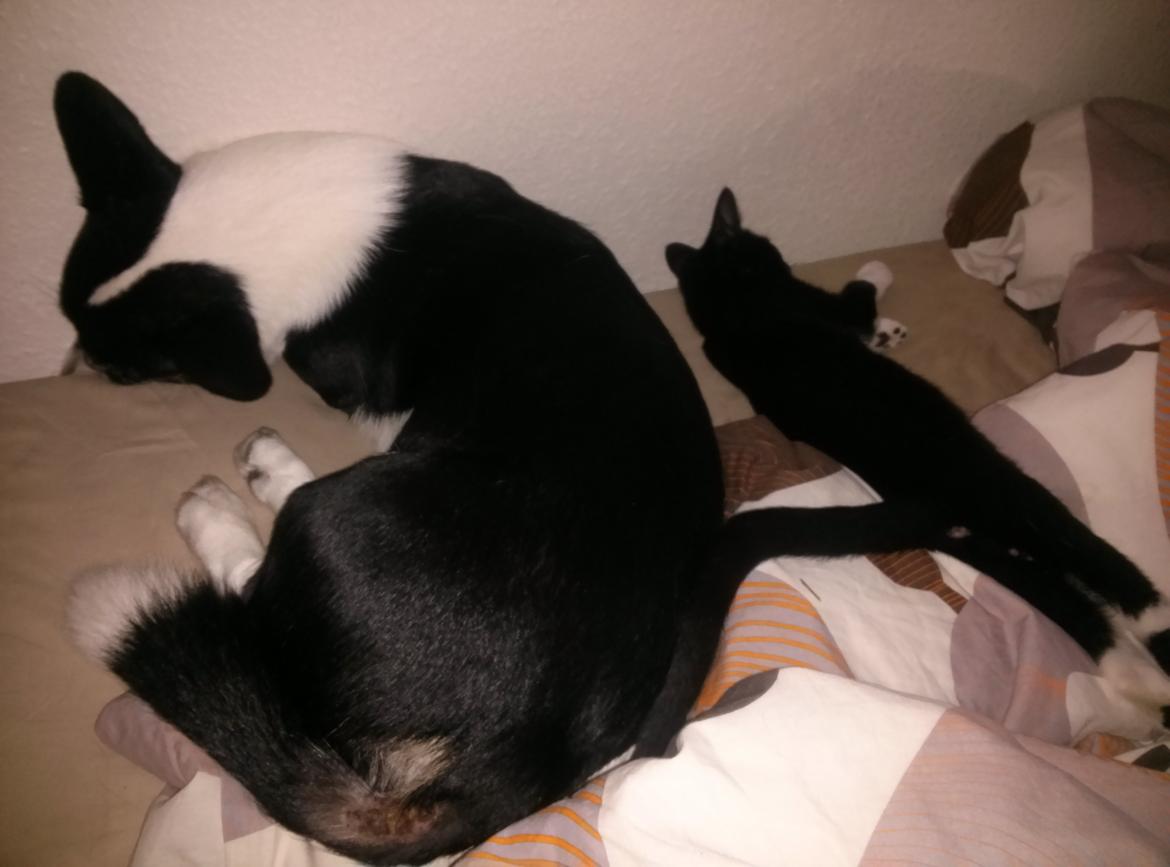 Huskat Milo billede 8