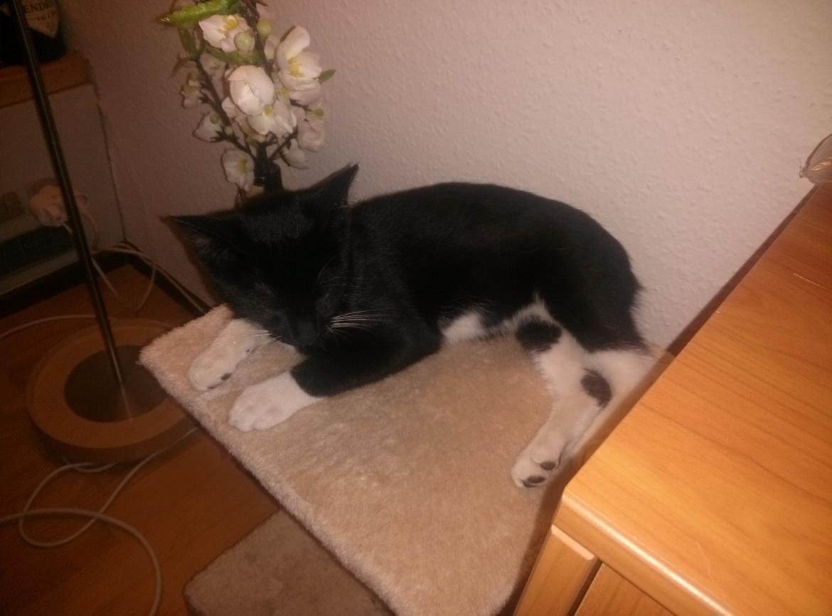 Huskat Milo - Her er Milo - han er meget selskablig og ligger gerne her og hygger, når vi sidder ved bordet (lige ved siden af) billede 1