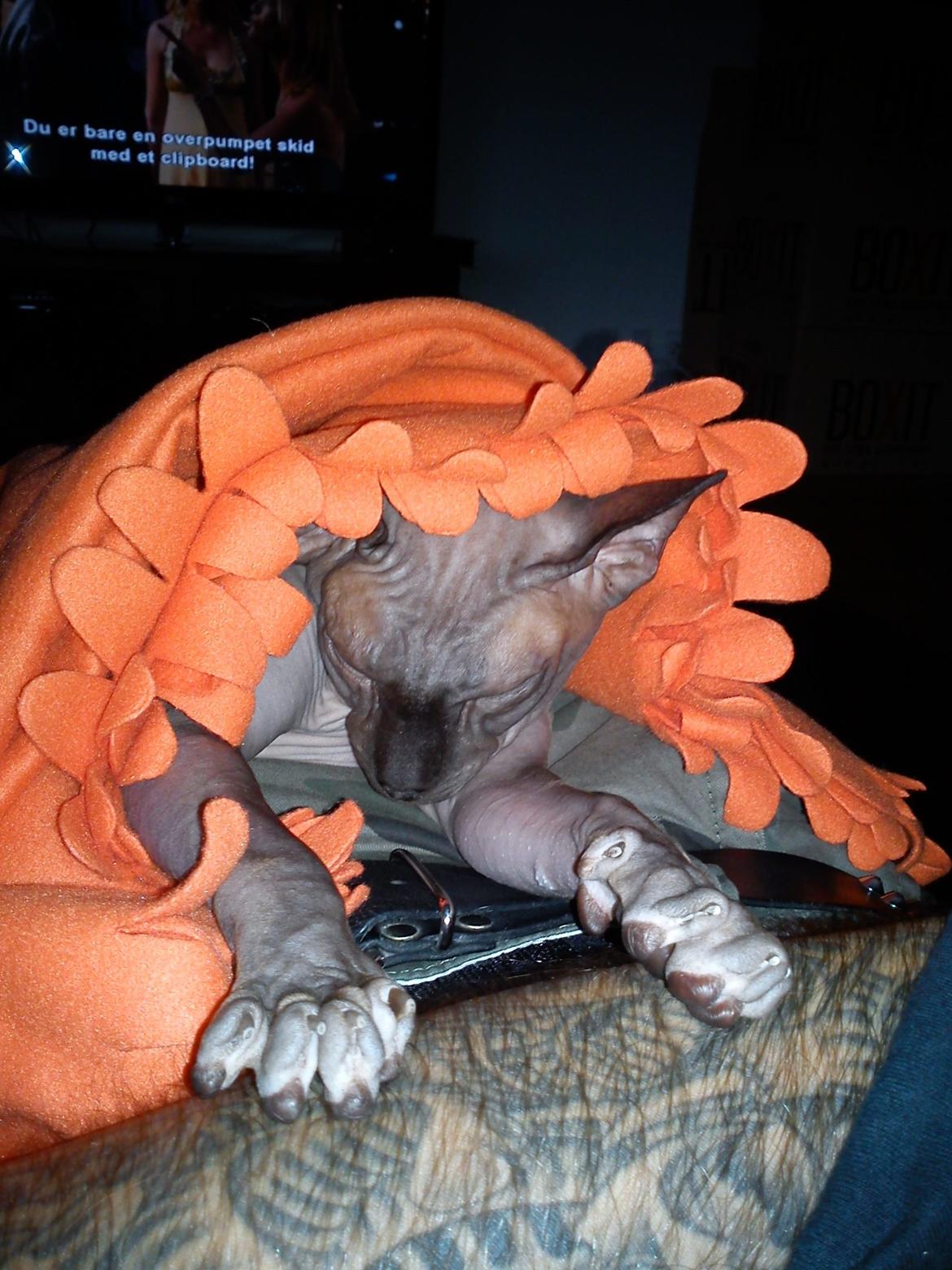 Sphynx Lukaz - Lukaz putter hos Jonas billede 23