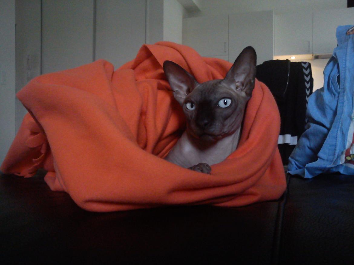 Sphynx Lukaz billede 24