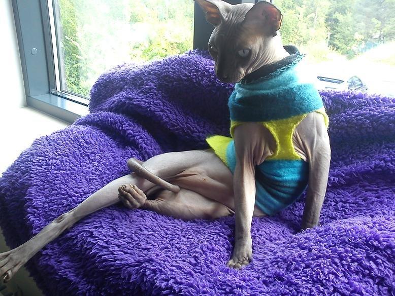 Sphynx Lukaz - Smukke Lukaz <3  billede 1