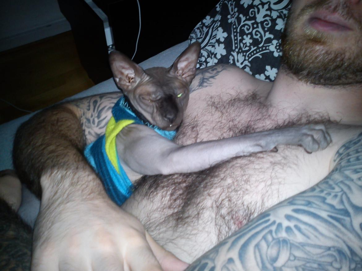Sphynx Lukaz - Lukaz putter hos jonas (igen!)  billede 16