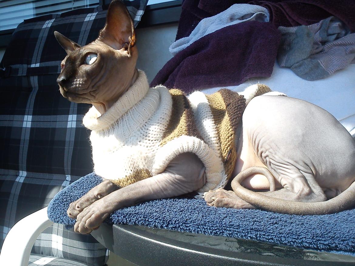 Sphynx Lukaz billede 26