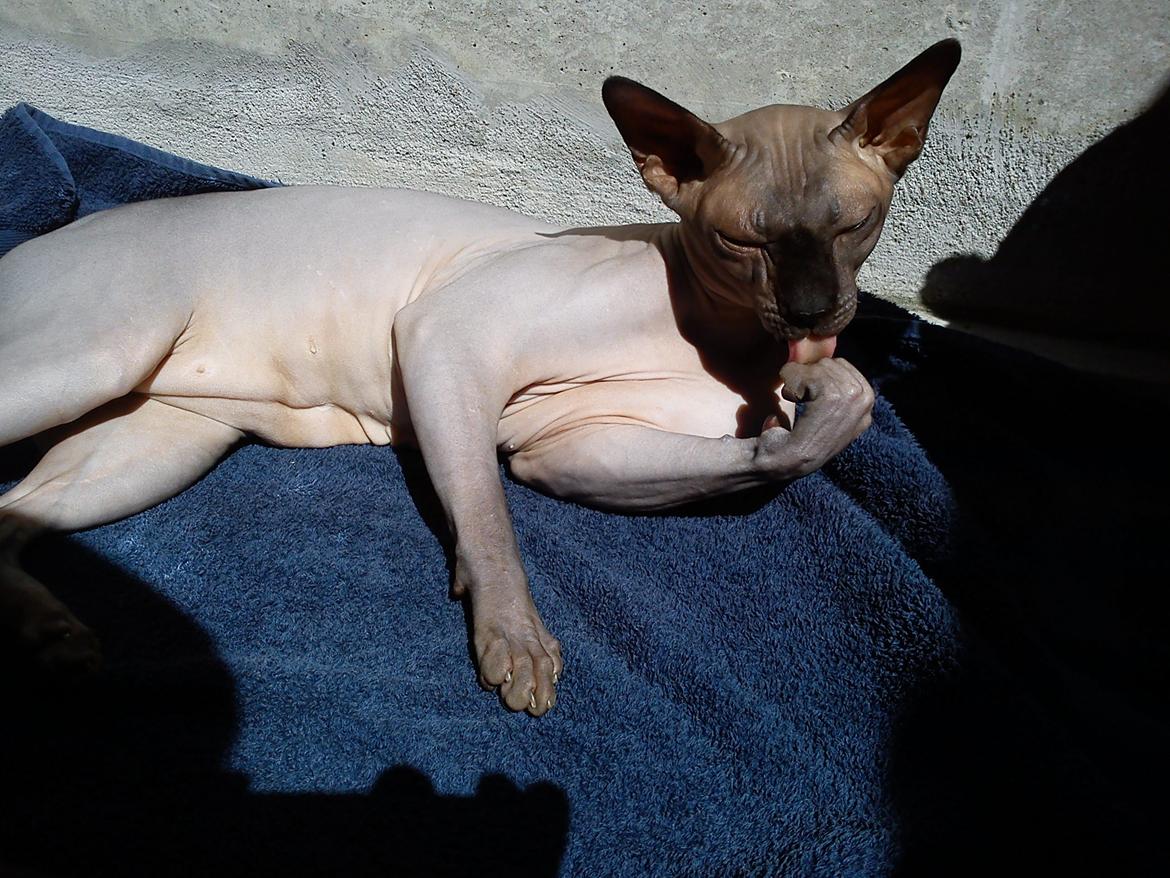 Sphynx Lukaz billede 18