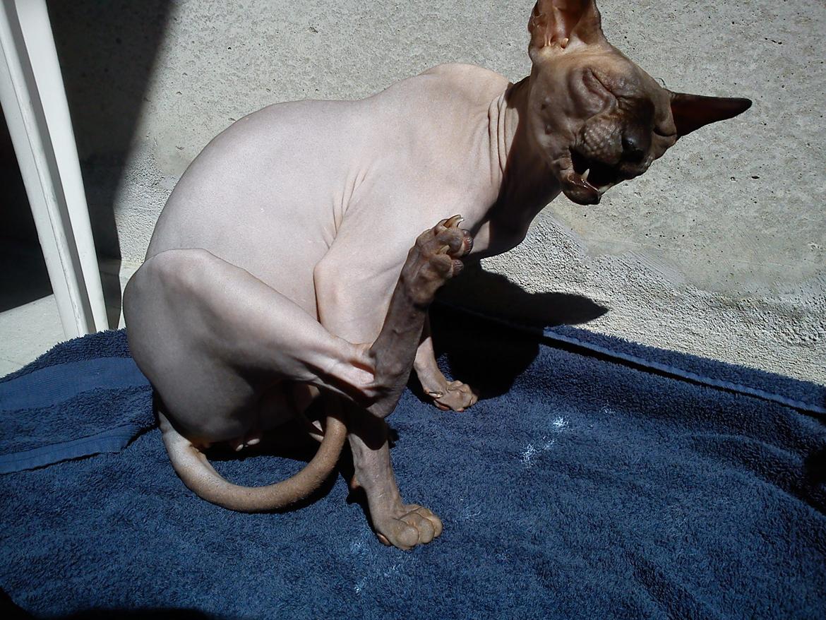 Sphynx Lukaz - ... :p  billede 27