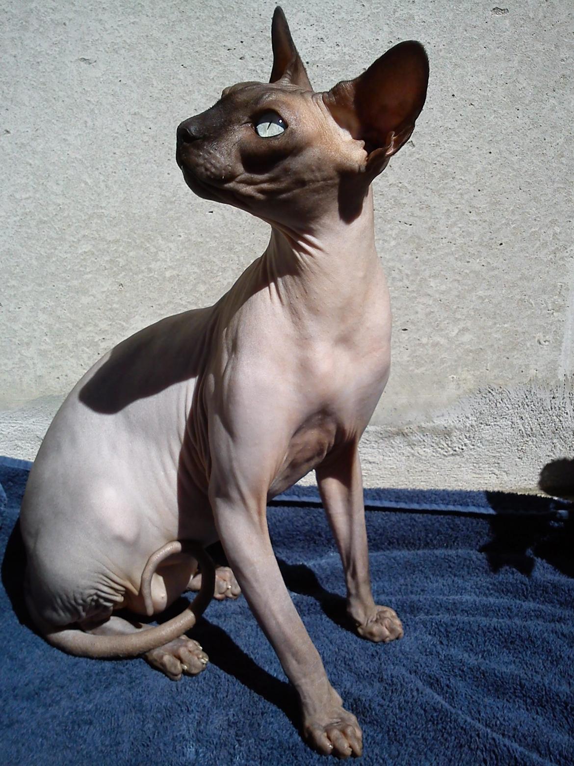 Sphynx Lukaz - <3 billede 28