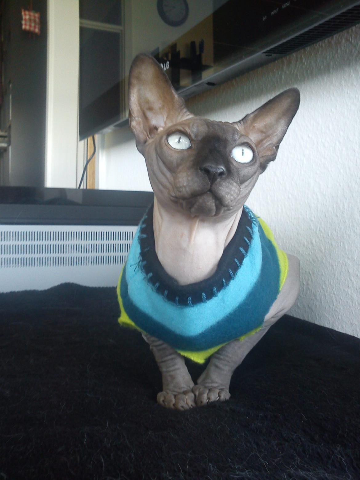 Sphynx Lukaz - Lukaz i sin nye trøje : ) billede 29