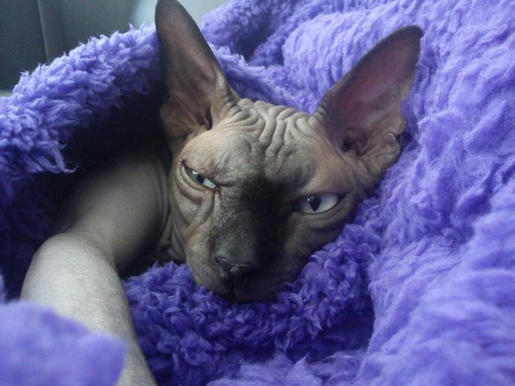 Sphynx Lukaz - ZzZzzz... billede 32