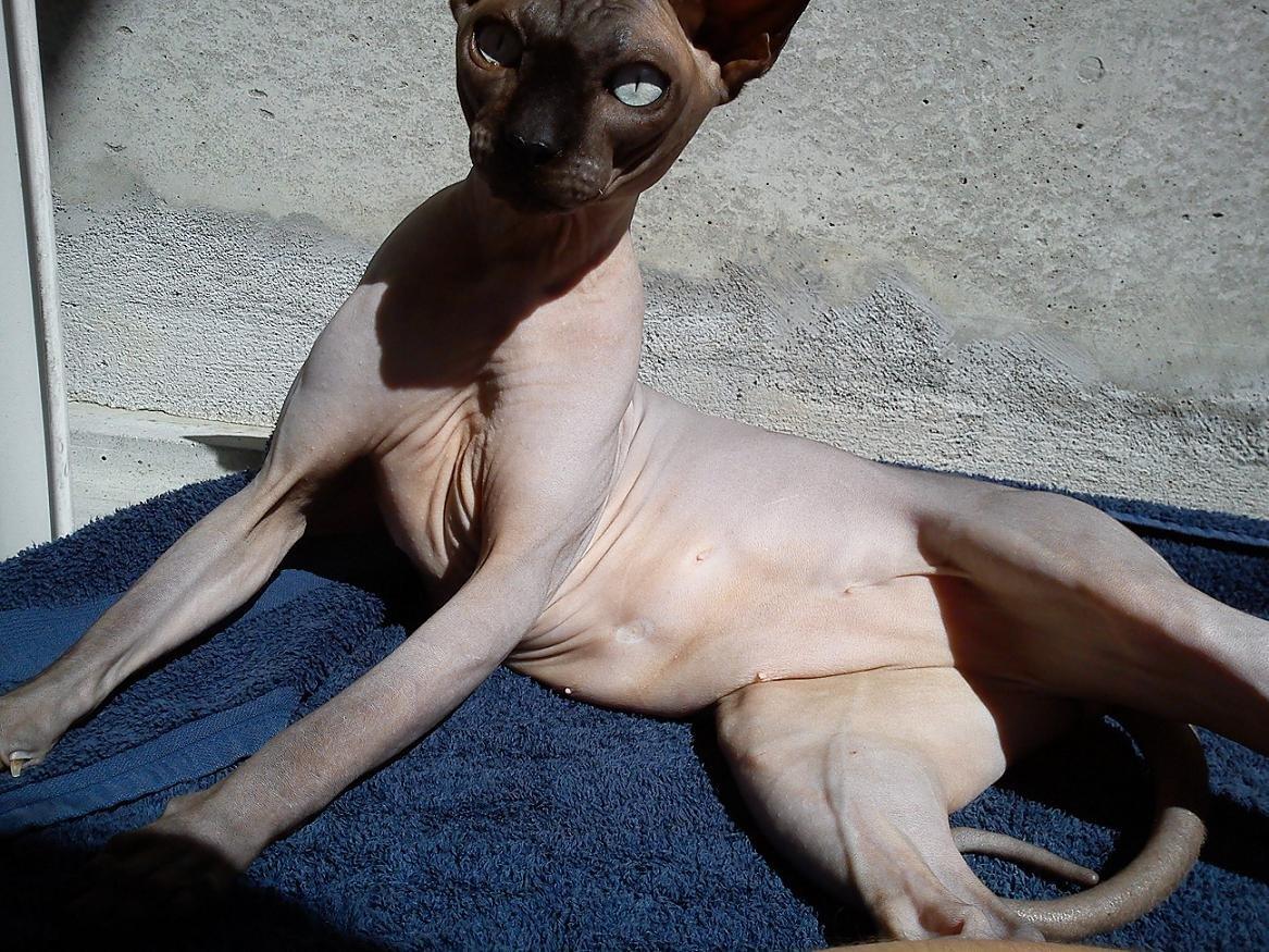 Sphynx Lukaz - Den smukke solkonge :p billede 25