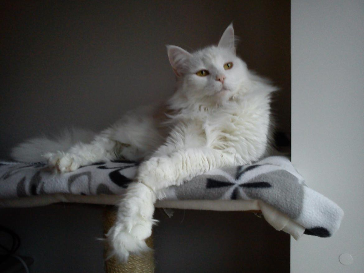 Maine Coon Sazi - <3 <3  billede 22