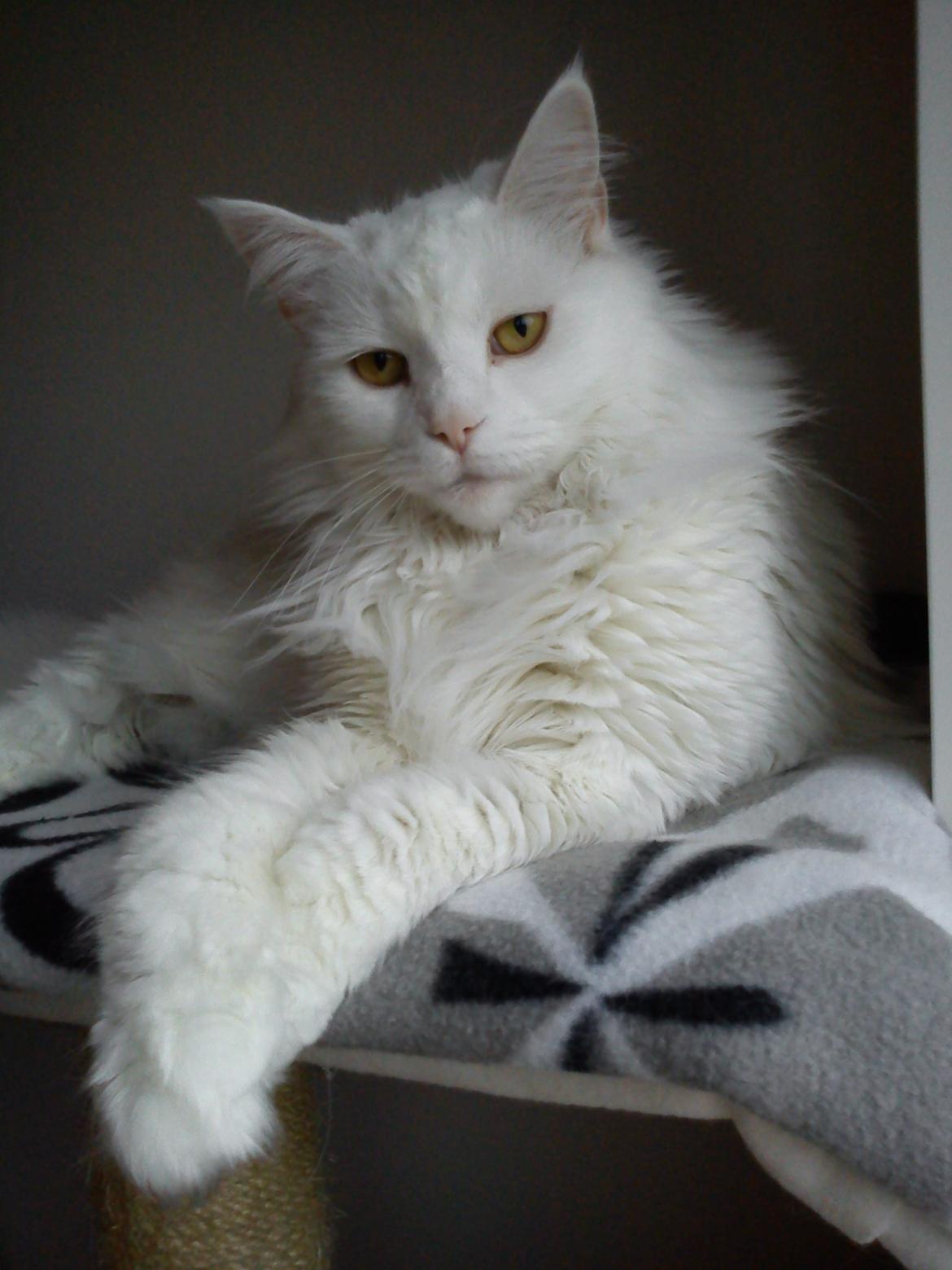 Maine Coon Sazi - Min lille isbjørn <3  billede 1