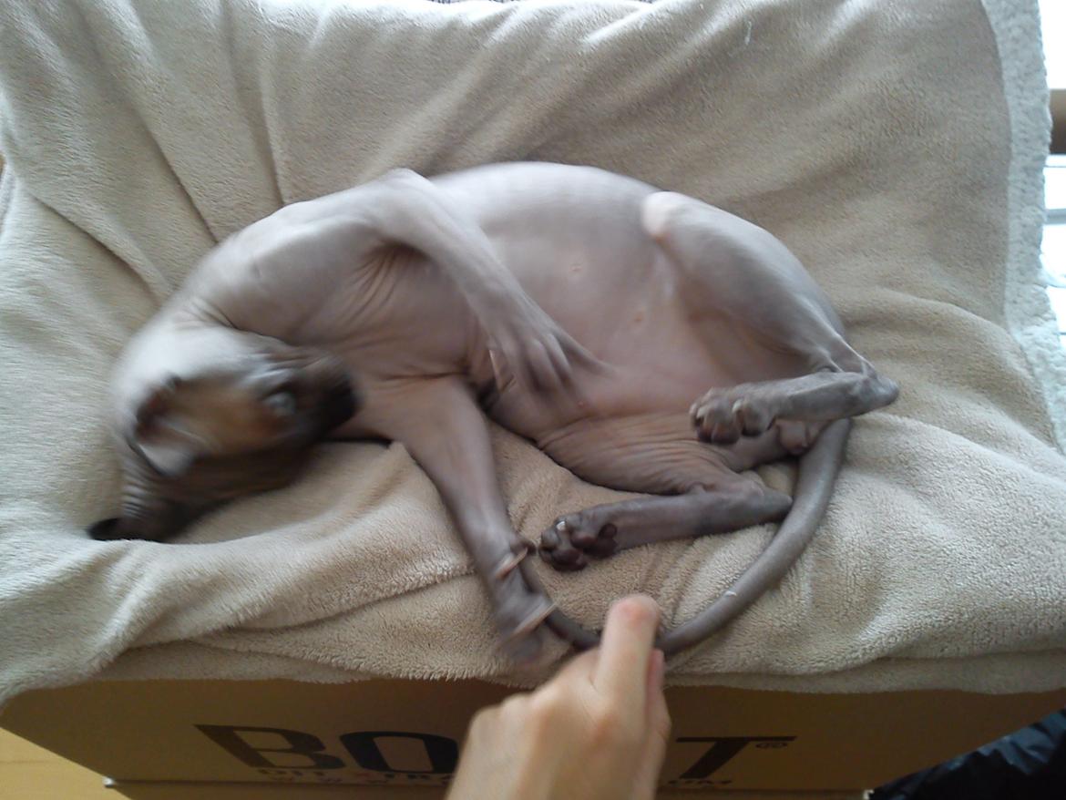 Sphynx Lukaz billede 30