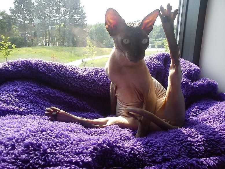 Sphynx Lukaz -  :D ..  billede 3