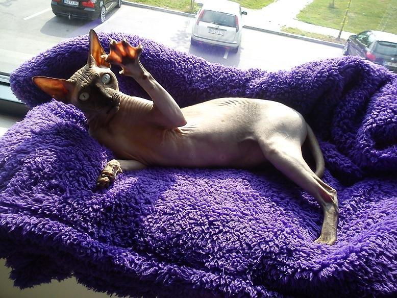 Sphynx Lukaz - Mig.. Svømmehud..? Neeej da! :p  billede 2