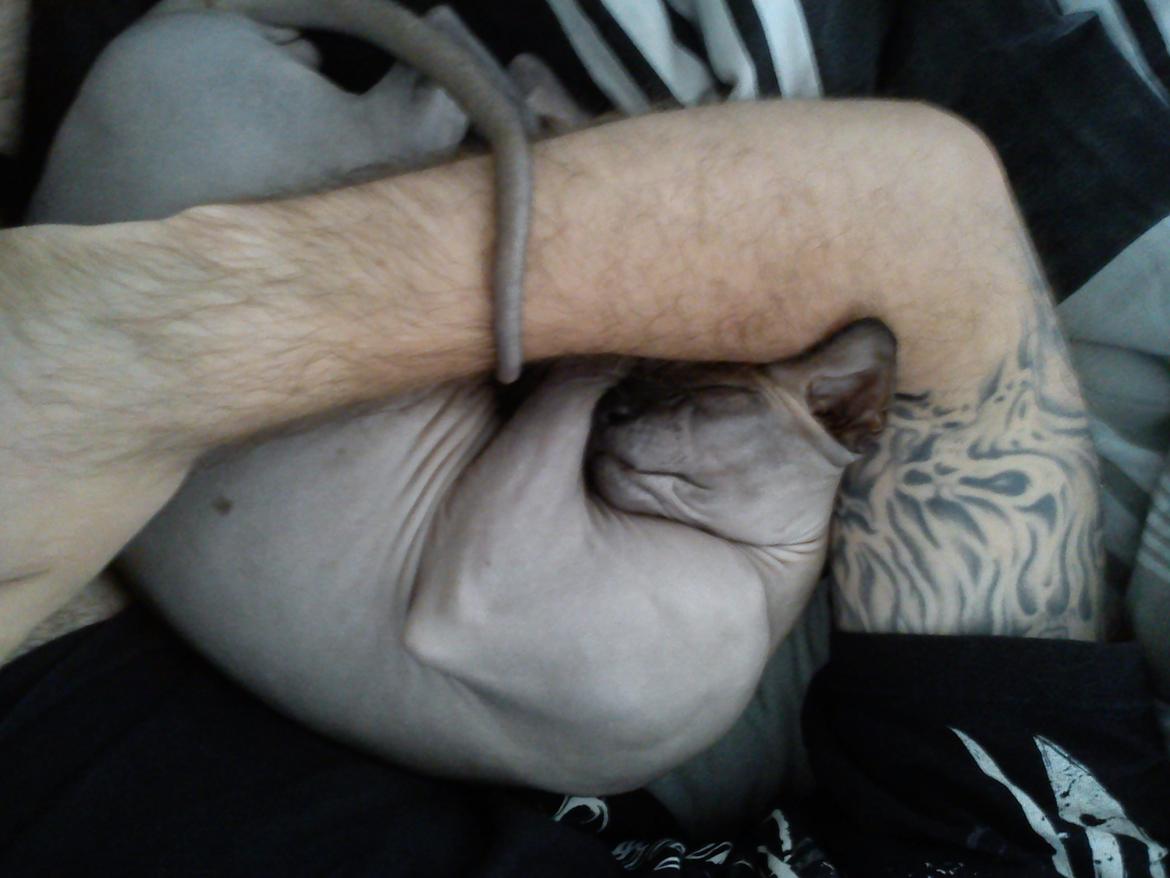 Sphynx Lukaz - Putte mis <3  billede 31