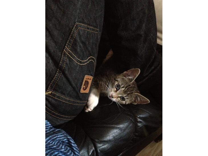 Huskat Malou billede 1