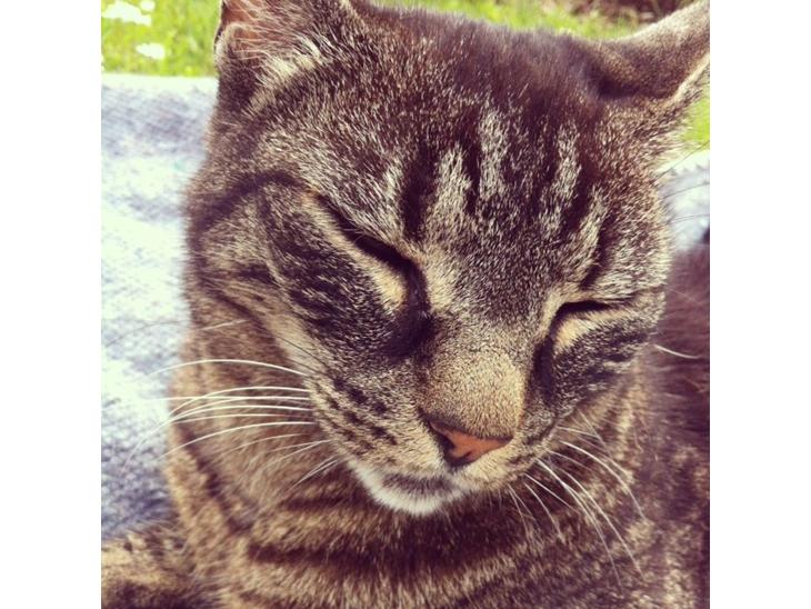 {{currentPhoto.altText}} billede {{currentPhoto.number}}