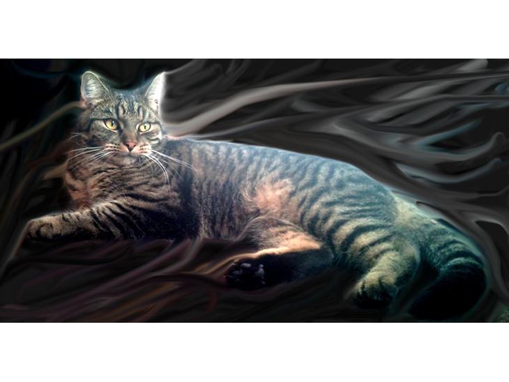 {{currentPhoto.altText}} billede {{currentPhoto.number}}