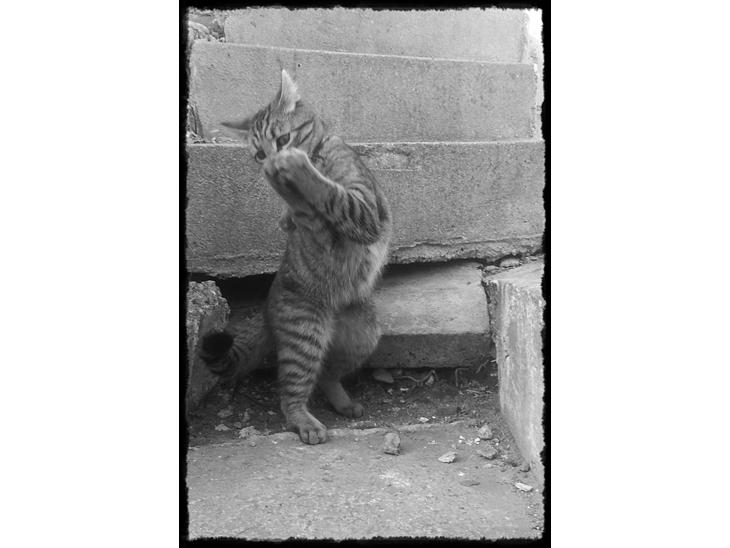 {{currentPhoto.altText}} billede {{currentPhoto.number}}