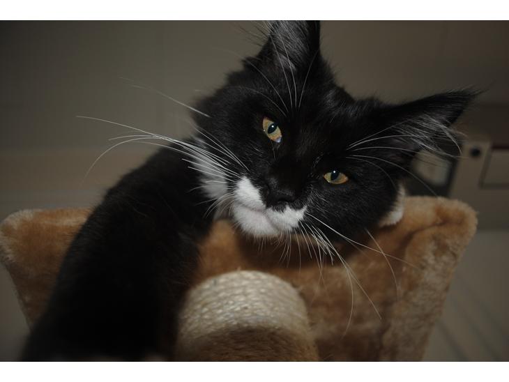 Maine Coon DK's Lillieqvist's Backgammon (Tyson) billede 1