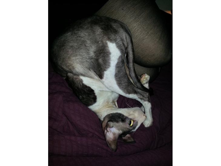 Cornish Rex DK Løveid Go for Baroque "Mew" - "Jeg kan slå kolbøtter!" billede 1